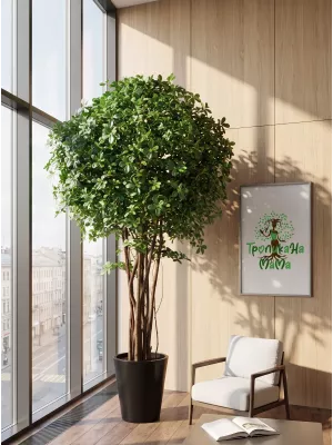 Шеффлера искусственная, 280 см