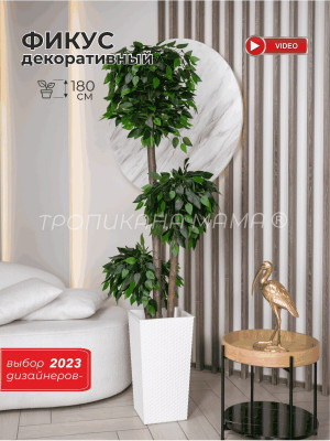 Искусственный фикус 180см в кашпо